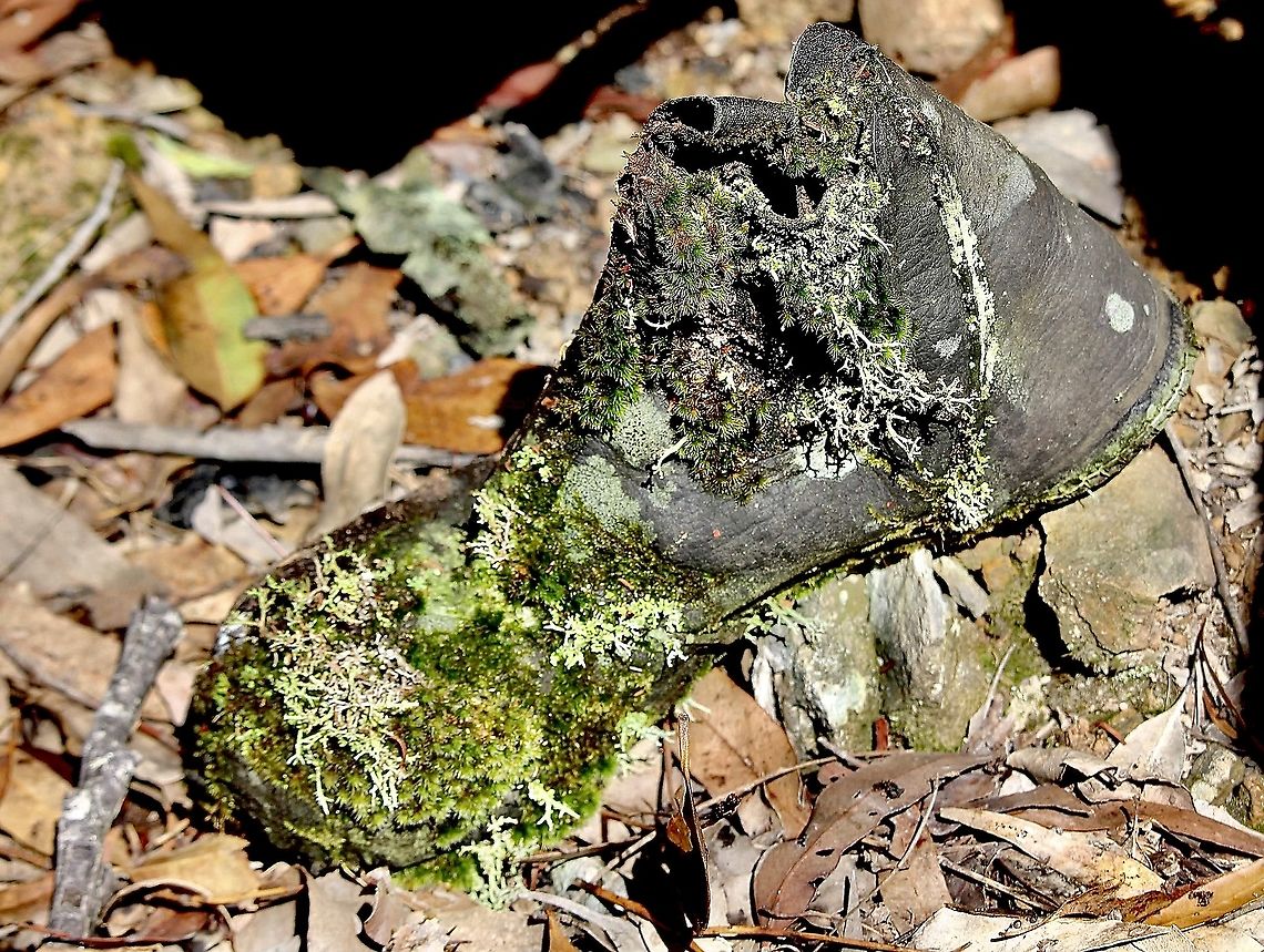 Multiple species of lichen and moss. A discarded leather boot.  ( Australian brand - Blundstone ) being made good use of by several species of lichen and mosses. Australia,Eamw lichen,Geotagged,Summer