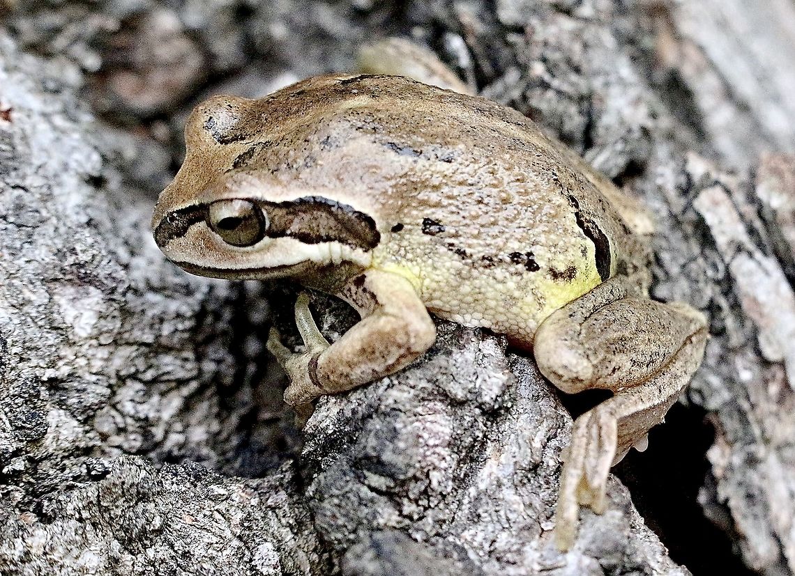 Verreaux&rsquo;s tree frog - Litoria verreauxii  Australia,Eamw frogs,Geotagged,Litoria ewingii,Litoria verreauxii,Southern Brown tree frog,Whistling tree frog,Winter
