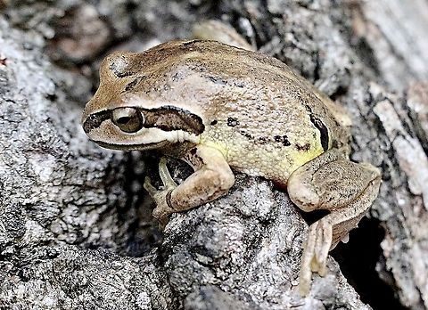 Verreaux’s tree frog - Litoria verreauxii  Australia,Eamw frogs,Geotagged,Litoria ewingii,Litoria verreauxii,Southern Brown tree frog,Whistling tree frog,Winter