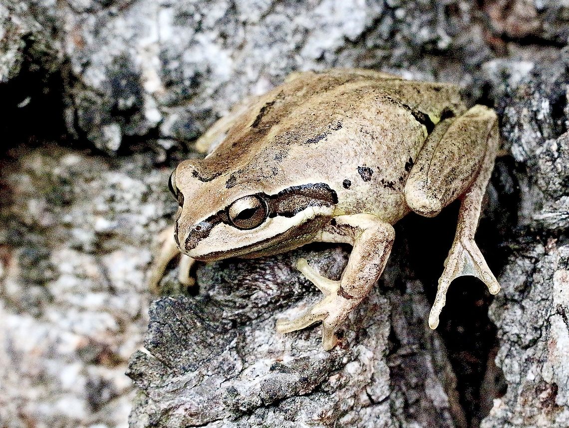 Verreaux’s tree frog - Litoria verreauxii During the day they seem to love hiding under the bark of eucalyptus trees. Australia,Eamw frogs,Geotagged,Litoria ewingii,Litoria verreauxii,Southern Brown tree frog,Whistling tree frog,Winter