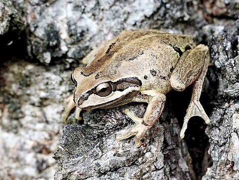 Verreaux’s tree frog - Litoria verreauxii During the day they seem to love hiding under the bark of eucalyptus trees. Australia,Eamw frogs,Geotagged,Litoria ewingii,Litoria verreauxii,Southern Brown tree frog,Whistling tree frog,Winter