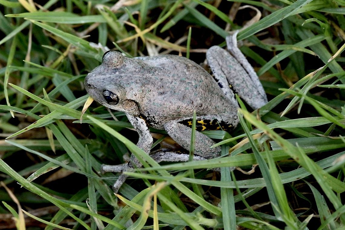 Persons tree frog - Litoria peronii  Australia,Eamw frogs,Fall,Geotagged,Litoria peronii,Perons tree frog