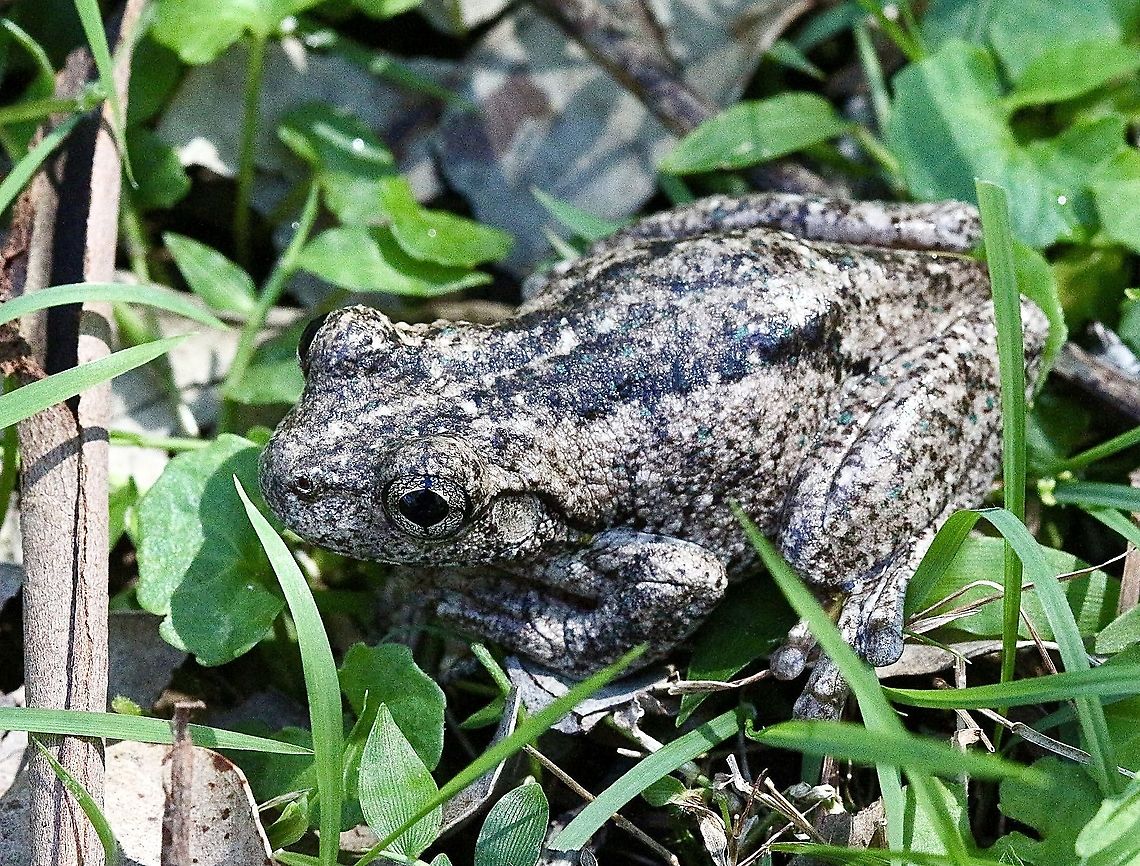 Perons tree frog - Litoria peronii A common species Australia,Eamw frogs,Fall,Geotagged,Litoria peronii,Perons tree frog