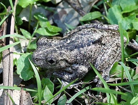 Perons tree frog - Litoria peronii A common species Australia,Eamw frogs,Fall,Geotagged,Litoria peronii,Perons tree frog