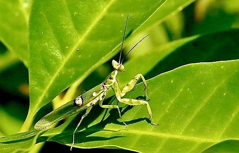 Flower mantis - Creobroter gemmatus An old one of my time spend in Vietnam. Not the best image but the only one I got. Creobroter gemmatus,Creoproter gemmatus,Eamw mantids,Geotagged,Spring,Vietnam