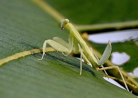 Unidentified mantis species of Vietnam  Eamw mantids,Geotagged,Vietnam