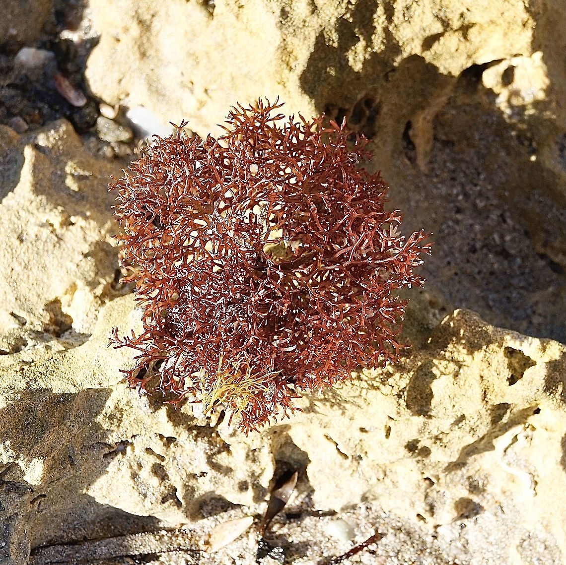 Epiphytic algae The date of photo taken is 7.4.2021 , used a different camera and need to change the date setting. Australia,Eamw aquatic plants,Geotagged,Summer