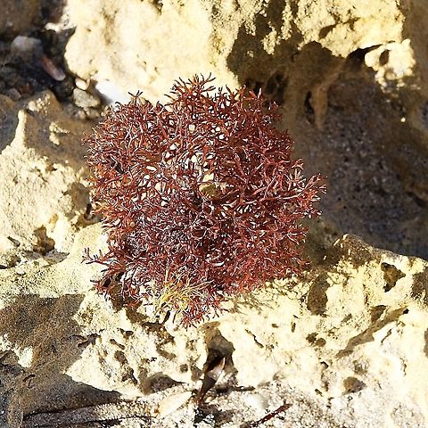 Epiphytic algae The date of photo taken is 7.4.2021 , used a different camera and need to change the date setting. Australia,Eamw aquatic plants,Geotagged,Summer