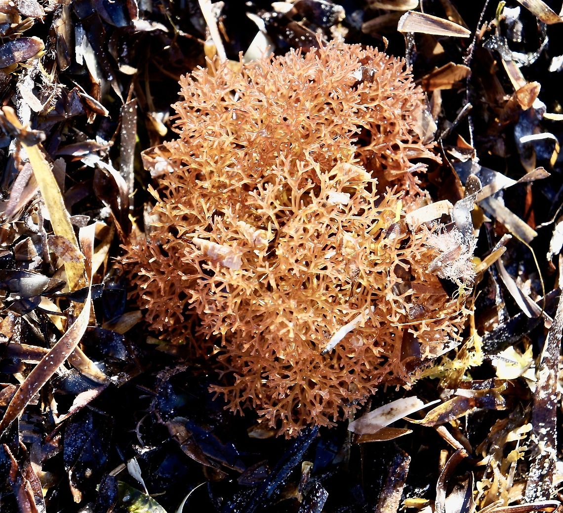 Epiphytic algae Washed up on the beach. Australia,Eamw aquatic plants,Geotagged,Summer