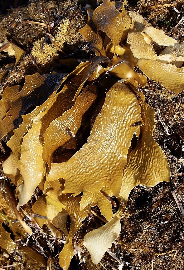 Common kelp - Ecklonia radiata The distribution is incredible. Australia,Eamw aquatic plants,Ecklonia radiata,Geotagged,Summer