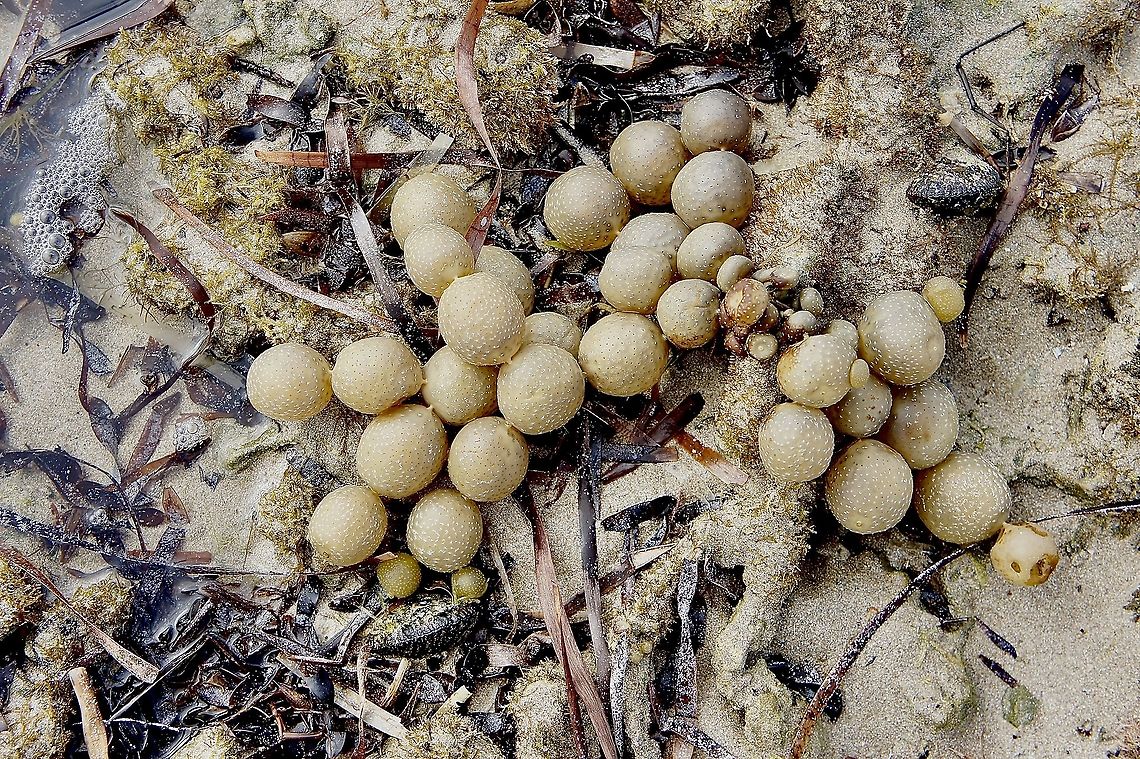 Neptune&rsquo;s Necklace - Hormosira banksii           Australia,Eamw aquatic plants,Geotagged,Hormosira banksii,Neptunes Necklace,Summer