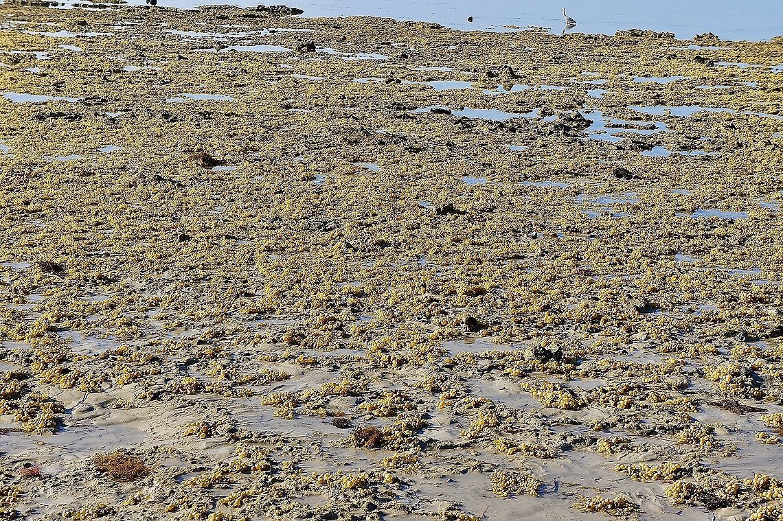 Neptunes Necklace - Hormosira banksii At low tide fast areas full of Hormosira banksii seaweed are exposed . Australia,Eamw aquatic plants,Geotagged,Hormosira banksii,Neptunes Necklace,Summer