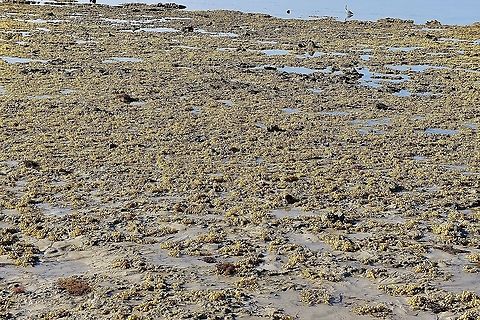 Neptunes Necklace - Hormosira banksii At low tide fast areas full of Hormosira banksii seaweed are exposed . Australia,Eamw aquatic plants,Geotagged,Hormosira banksii,Neptunes Necklace,Summer