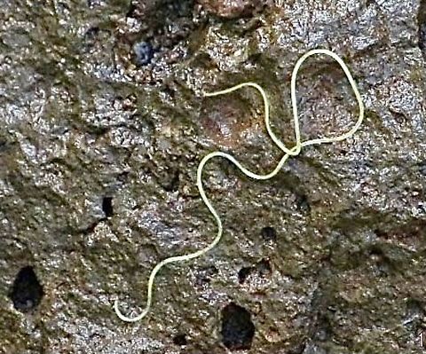 Unidentified worm found in garden soil. Approximately 25 cm long Australia,Eamw worms,Geotagged,United States
