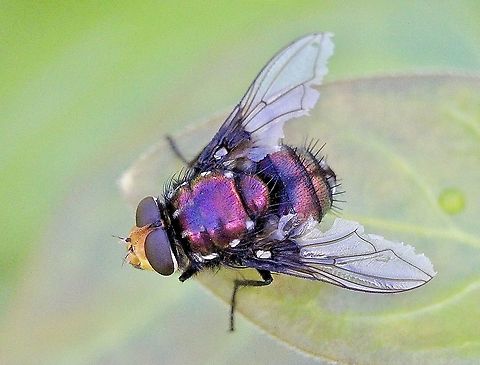 Amenia chrysame  Amenia chrysame,Australia,Geotagged,Summer,eamw flies