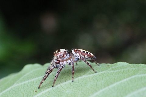 Opisthoncus quadratarius A very inquisitive spider. Australia,Eamw spiders,Geotagged,Opisthoncus quadratarius,Spring