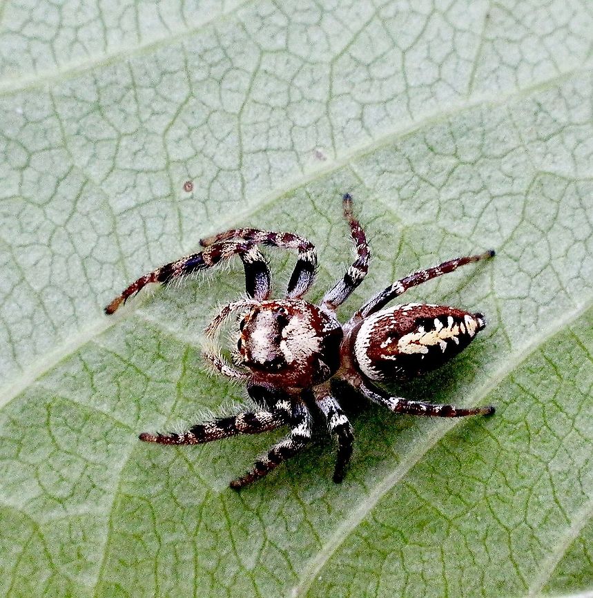 Opisthoncus quadratarius Checking every leaf for prey. Australia,Eamw spiders,Geotagged,Opisthoncus quadratarius,Spring
