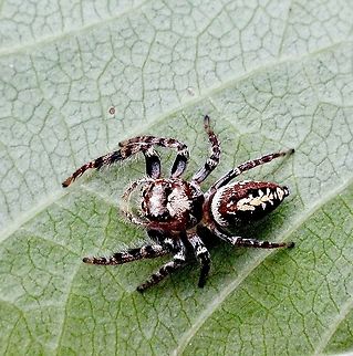 Opisthoncus quadratarius Checking every leaf for prey. Australia,Eamw spiders,Geotagged,Opisthoncus quadratarius,Spring