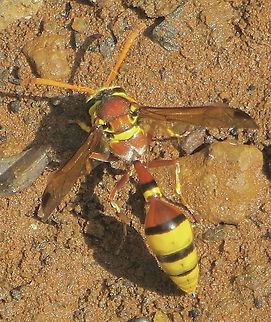 Okinawa Mud Wasp. A more recently introduced species, but can&rsquo;t find much information on it Australia,Delta esuriens,Eamw wasps,Geotagged,Okinawa Mud Wasp
