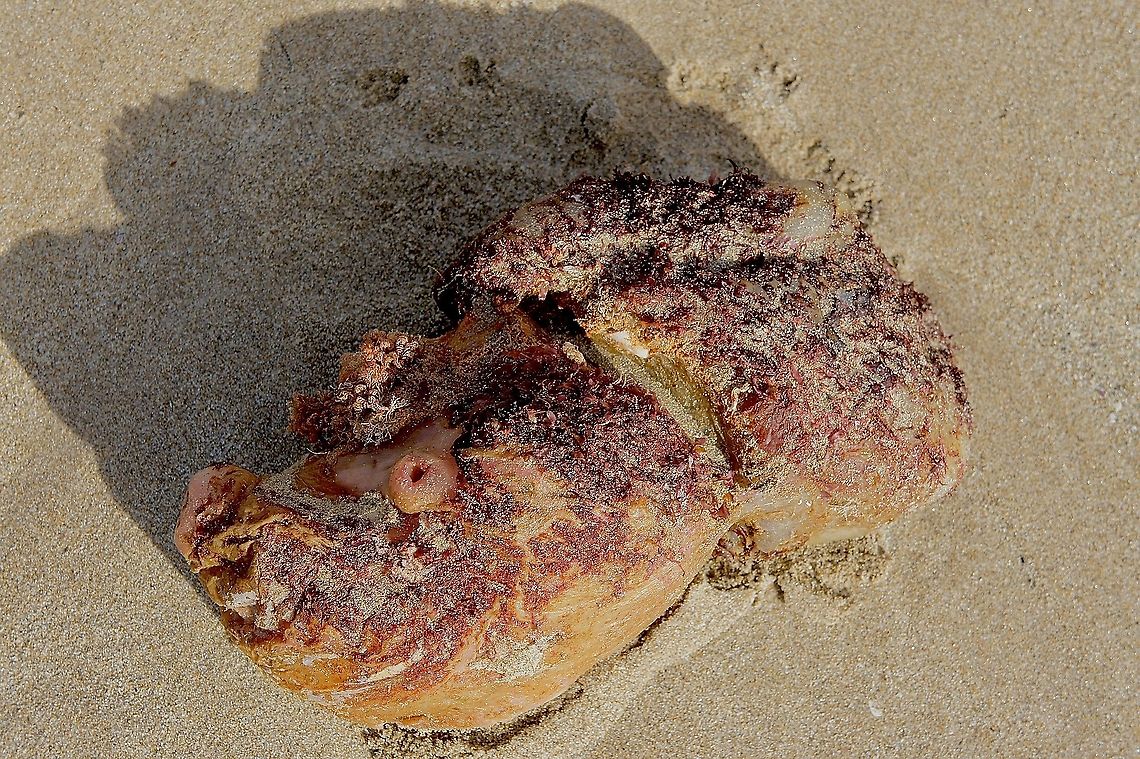 Sea squirt  Chordata - Ascidiacea Washed up on the beach after a storm. Australia,Fall,Geotagged,eamw marine invertebrates