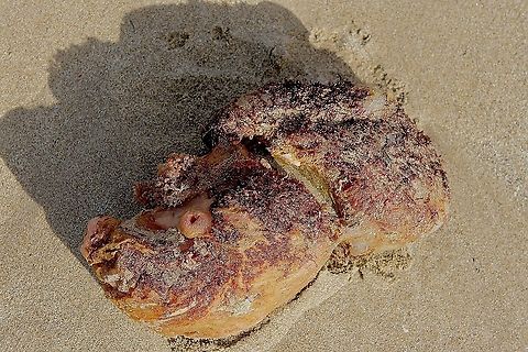 Sea squirt  Chordata - Ascidiacea Washed up on the beach after a storm. Australia,Fall,Geotagged,eamw marine invertebrates