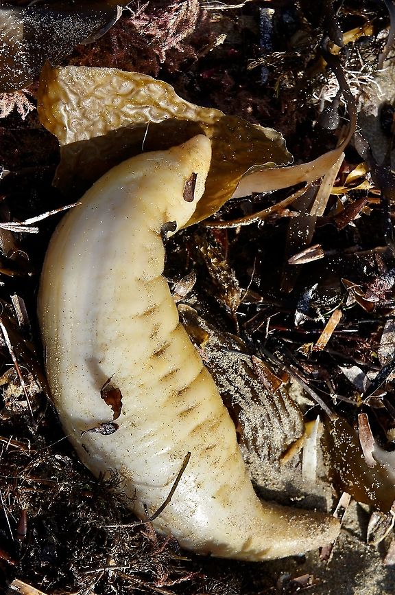 Sea cucumber? I have no idea of what species.  Washed up on the beach during a storm. It was still moving and I put it into a rock pool and hope it will live. Australia,Fall,Geotagged,eamw marine invertebrates