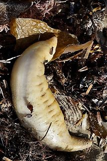 Sea cucumber? I have no idea of what species.  Washed up on the beach during a storm. It was still moving and I put it into a rock pool and hope it will live. Australia,Fall,Geotagged,eamw marine invertebrates