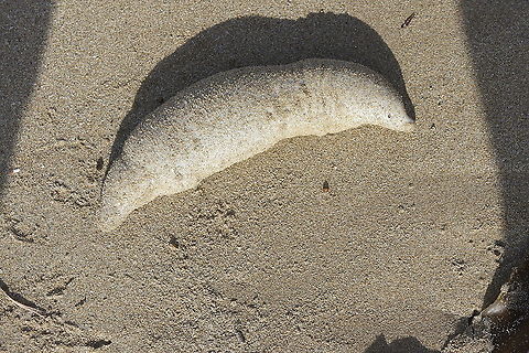 Sea cucumber? Covered with sand. Washed up on the beach Australia,Fall,Geotagged,eamw marine invertebrates