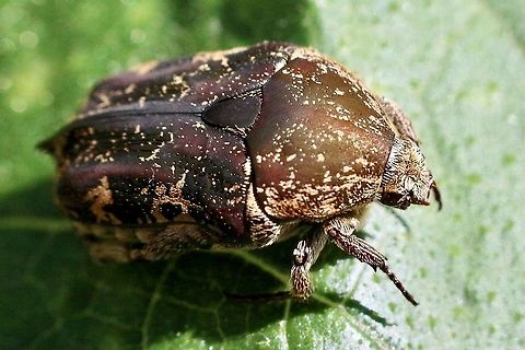 Mango Flower Beetle  Australia,Eamw beetles,Fall,Geotagged,Mango Flower Beetle,Protaetia fusca,United States