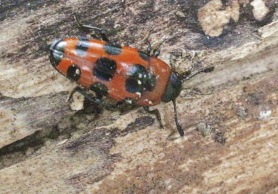 Pleasing Fungus Beetle - Episcaphula australis Very pleased to find it. Australia,Eamw beetles,Episcaphula australis,Geotagged,Summer