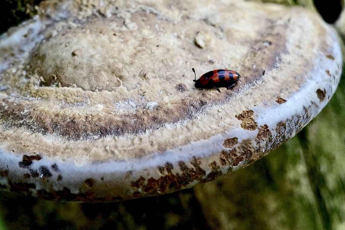 Pleasing Fungus Beetle- Episcaphula australis Found on a bracket  fungus  Australia,Dural NSW,Eamw beetles,Episcaphula australis,Geotagged,Summer