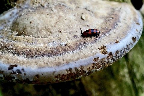 Pleasing Fungus Beetle- Episcaphula australis Found on a bracket  fungus  Australia,Dural NSW,Eamw beetles,Episcaphula australis,Geotagged,Summer
