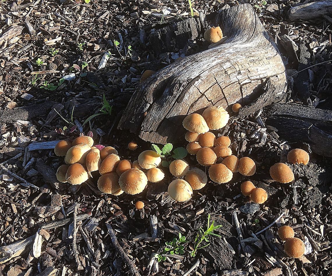 Smoky-Gilled Hypholoma -Hypholoma capnoides Growing close to the beach. Australia,Eamw fungi,Geotagged,Hypholoma capnoides,Smoky-Gilled Hypholoma,Winter