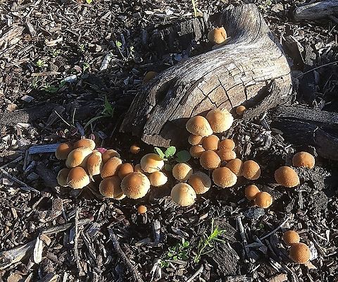 Smoky-Gilled Hypholoma -Hypholoma capnoides Growing close to the beach. Australia,Eamw fungi,Geotagged,Hypholoma capnoides,Smoky-Gilled Hypholoma,Winter