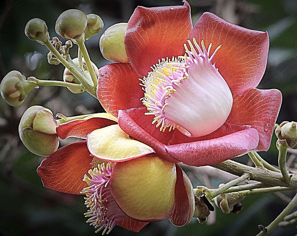 Cannonball tree flower - Couroupita guianenis The flower and the fruit are amazing . Unfortunately I haven&rsquo;t got a photo of the Cannonball fruit.<br />
It is however a introduced species to Vietnam from South American tropical jungle areas. Cannonball tree,Couroupita guianensis,Eamw flora,Geotagged,Vietnam