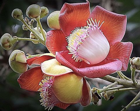 Cannonball tree flower - Couroupita guianenis The flower and the fruit are amazing . Unfortunately I haven&rsquo;t got a photo of the Cannonball fruit.
It is however a introduced species to Vietnam from South American tropical jungle areas. Cannonball tree,Couroupita guianensis,Eamw flora,Geotagged,Vietnam
