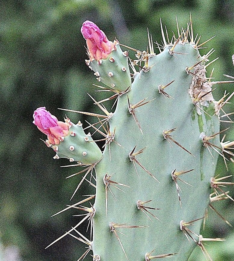 Prickly pear cacti - Opuntia ficus - indica Nice fruit when ripe. It is mostlikely a native of Mexico. Argentine Pricklypear,Eamw flora,Geotagged,Opuntia ficus-indica,Opuntia litoralis,Opuntia littoralis,Vietnam