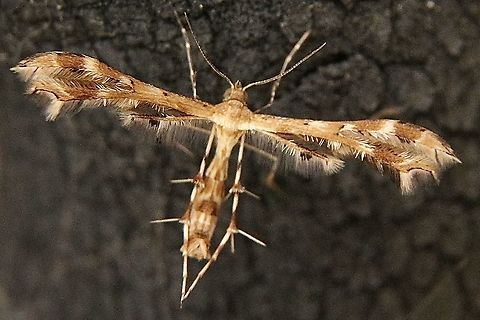 Geranium plume moth - Sphenarches anisodactylus I do have geranium plants in the garden. Maybe in its caterpillar stage it was feeding on them.? It’s wingspan was approximately 12 mm.
Geranium plume moth seems to be a collective name for different species in genus Sphenarches. It might be the first recording of this species in South Australia, if I have the correct identification. Australia,Eamw moth,Encounter Bay SA,Fall,Geotagged,Sphenarches,Sphenarches anisodactylus
