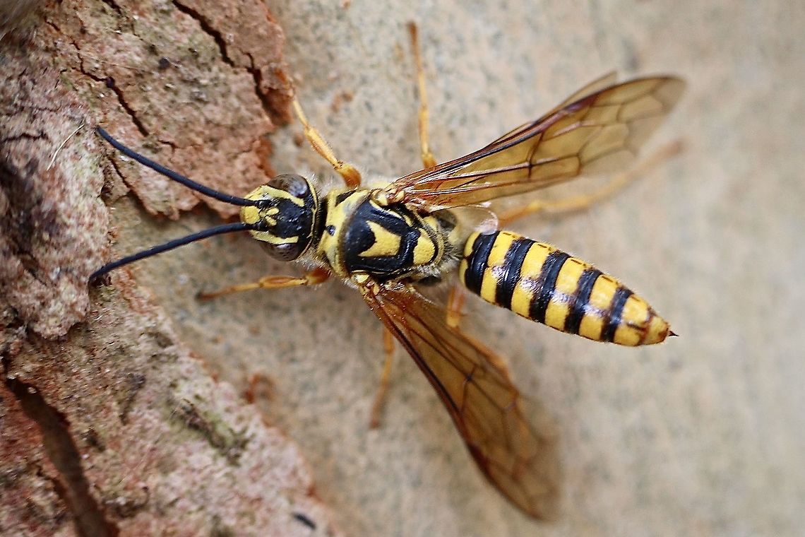 Elidothynnus melleus - Large Yellow Flower Wasp It was a very hot day with temperatures around 40 Celsius and this wasp amongst several other species sheltered on the shade side of a eucalyptus tree. Australia,Eamw wasps,Elidothynnus melleus,Geotagged,Large Yellow Flower Wasp,Summer