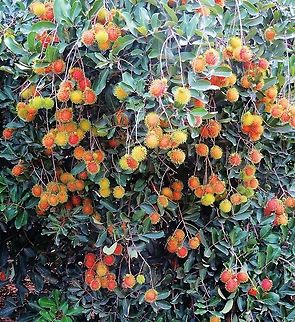 Rambutan - Nephelium lappaceum Lay under the tree and eat Rambutans all day. Eamw flora,Geotagged,Nephelium lappaceum,Rambutan,Vietnam