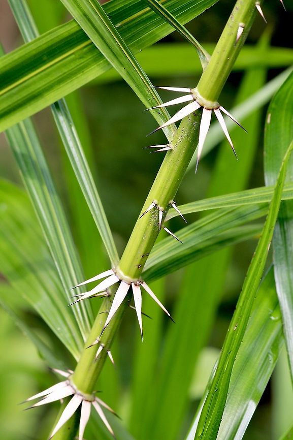 Unidentified bamboo The spikes are needle sharp and will stop any potential . Eamw flora,Geotagged,Vietnam