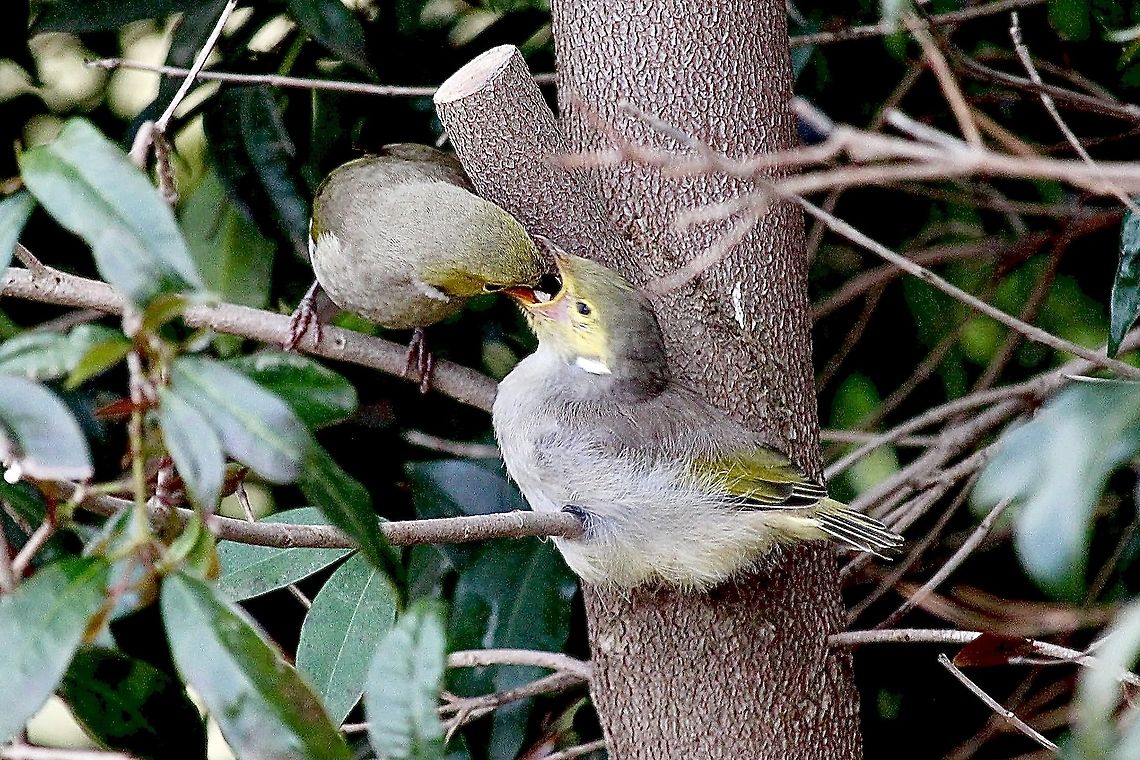 White - plumed honeyeater - Ptilotula penicillata Feeding time. Australia,Eamw birds,Eamw honeyeaters,Geotagged,Marionvale VIC,Ptilotula penicillata,Spring,White-plumed honeyeater