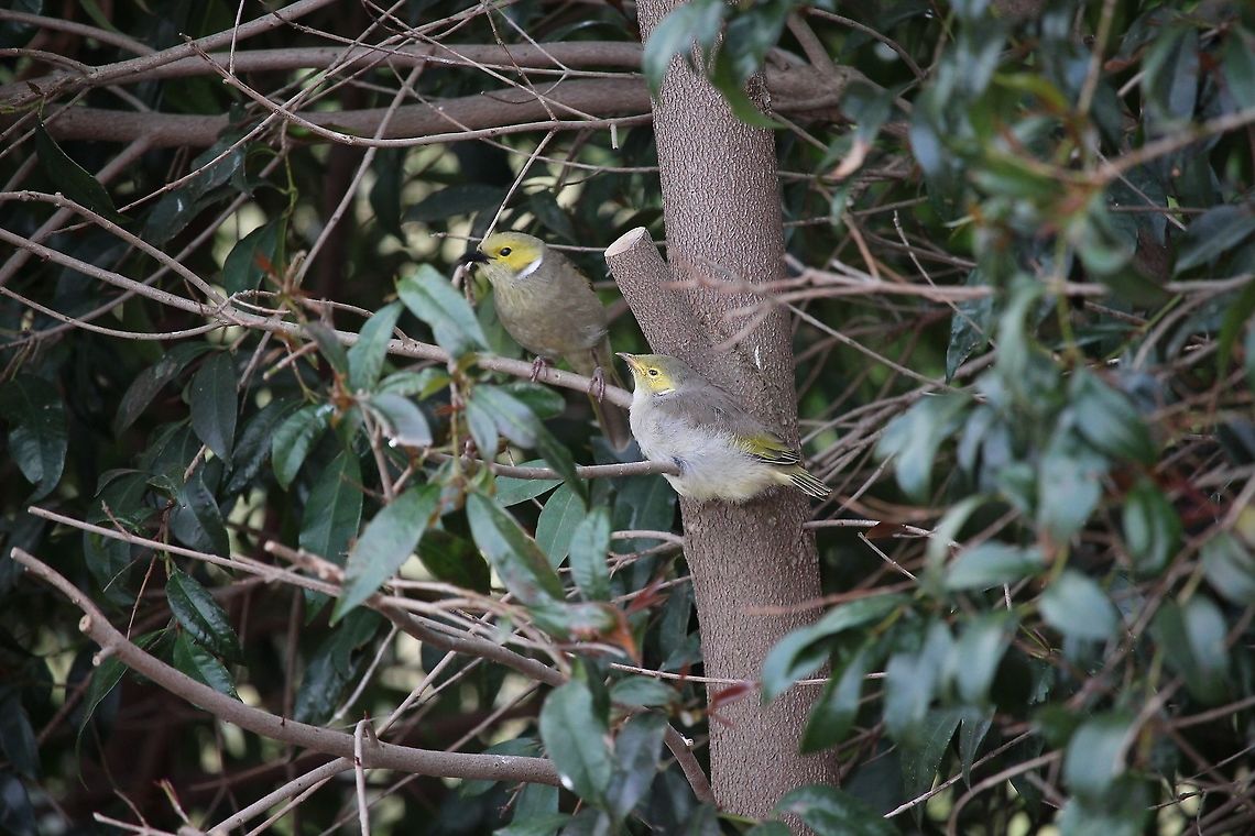 White - plumed honeyeater - Ptilotula penicillata Adult bird approaching young bird for feeding Australia,Eamw birds,Eamw honeyeaters,Geotagged,Ptilotula penicillata,Spring,White-plumed honeyeater