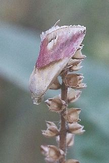 Pink-barred eublemma - Eublemma cochylioides Not the best image , but that is all I gotfrom this beautiful day flying moth. Australia,Eamw moth,Eublemma cochylioides,Eublemma ew,Geotagged,Pink-barred eublemma,Spring