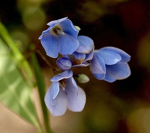 Bluebell creeper -Billardiera heterophylla  Australia,Billardiera heterophylla,Bluebell creeper,Eamw flora,Geotagged,Spring
