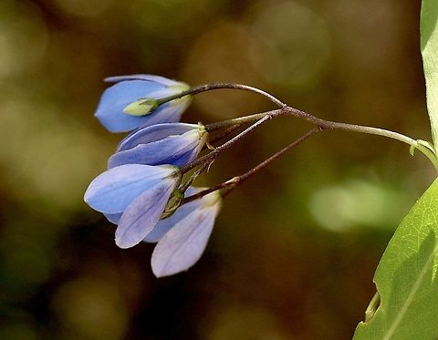 Bluebell creeper - Billardiera heterophylla A western Australian species, but is now  a pest species in several Australian states  Australia,Billardiera heterophylla,Bluebell creeper,Eamw flora,Geotagged,Spring