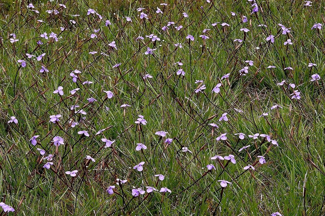 Purple flag - Patersonia occidentalis Beautiful spring display of Patersonia occidentalis Australia,Eamw flora,Geotagged,Patersonia occidentalis,Purple Flag,Spring