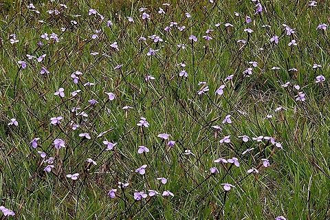 Purple flag - Patersonia occidentalis Beautiful spring display of Patersonia occidentalis Australia,Eamw flora,Geotagged,Patersonia occidentalis,Purple Flag,Spring