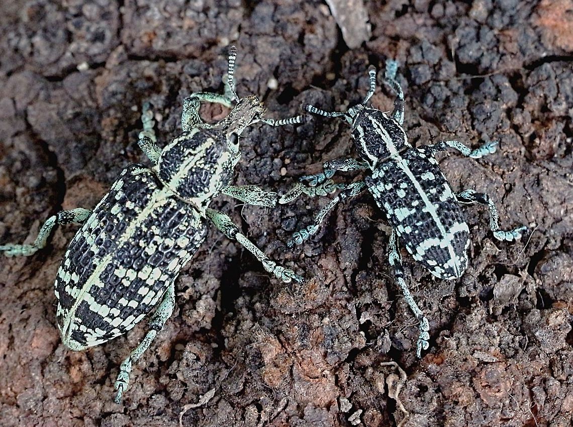 Botany Bay weevil - Chrysolopus spectabilis I am not sure but think that the small one is the male Australia,Chrysolopus spectabilis,Eamw beetles,Geotagged
