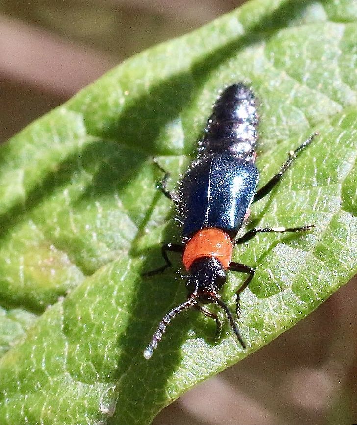 Unidentified beetle Genus : Carphurus  Australia,Eamw beetles,Geotagged,Spring
